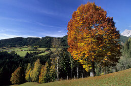 Herbstlich verfärbte Buche in der Hachau, Dachsteingruppe, Salzburg, Österreich