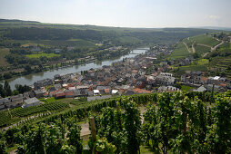 Vineyards near Wormeldange, Luxembourg, Europe