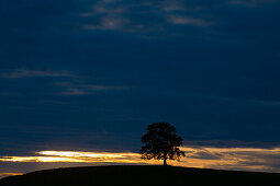 Tree near Munsing, Upper Bavaria, Germany