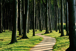 Path through ghost forest, Nienhagen, Mecklenburg-Western Pomerania, Germany