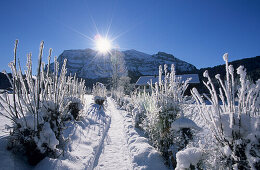 Winter landscape with rime ice in Bizau, Bregenzer Wald, Vorarlberg, Austria