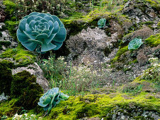 Fels mit Moos und Aeonium, endemische Pflanze wiith Rosette Blätter, in der Nähe von Valsequillo, Gran Canaria, Spanien