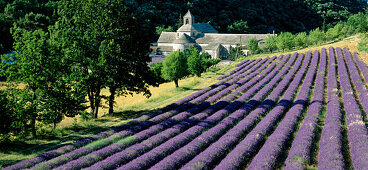 Lavendelfelder, Abbaye de Sénanque, Zisterzienser-Abtei, in der Nähe von Gordes, Vaucluse, Provence, Frankreich, Europa