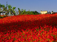 Poppy, Villa, Chianti, Tuscany, Italy