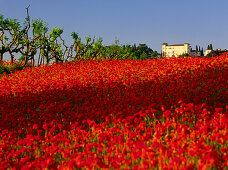 Mohnblüte, toskanische Villa, Chianti, Toskana, Italien