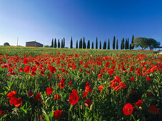 Country house with papaver and cypresses, Val d'Orcia, Tuscany, Italy