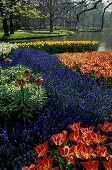 Flower beds in a garden, Keukenhof, Netherlands, Europe