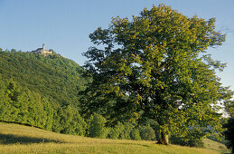 Teck castle, Swabian Alb, Baden-Wuerttemberg, Germany, Europe