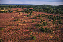 aerial photo of the Lüneburg heath, nature reserve, Lower Saxony, northern Germany