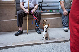 pensioner with small dogs on leash, Barrio del Carmen Valencia, Spain