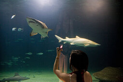 underwater tunnel, sharks, L'Oceanografic, Valencia, Spain