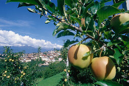Coredo, Apfelplantage, Trentino, Italien