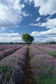 Lavender fields and almond tree, Provence, France