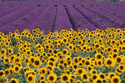 Sonnenblumen und Lavendel, Provence, Frankreich