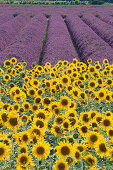 Sonnenblumen und Lavendel, Provence, Frankreich