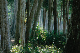 Regenwald, Küstenregenwald, Wald, Tropisch, Havelock Islands, Andamanen, Indien