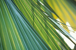 Close up of a palm leaf, palm tree, Green, Nature, Mauritius, Africa