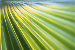 Nahaufnahme von einem Palmenblatt, Palme, Grün, Natur, Mauritius, Afrika