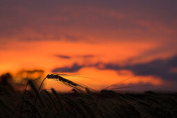 Wheat in a field at sunset, Cornfield in the evening light, Agriculture, Close up