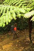 Eine Frau wandert durch einen Wald, Madagaskar, Afrika