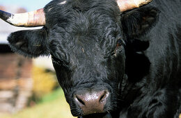 traditional black fighting cow, Valais, Switzerland