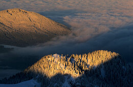 Gipfelkreuz mit Winterwald im Morgenlicht, Wendelstein, Oberbayern, Bayern, Deutschland