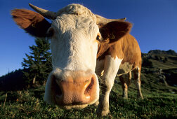 Close-up of cow on alpine pasture, Bavarian Alps, Upper Bavaria, Bavaria, Germany