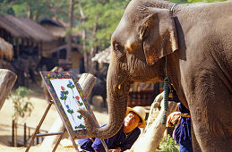 Painting elephant in an elephant camp north of Chiang Mai, Thailand