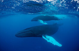 Humpback whale, mother and calf, Megaptera novaeangliae, Tahiti, French Polynesia , Rurutu, Pacific Ocean