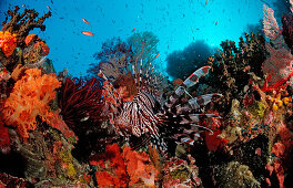 Rotfeuerfisch, Pterois volitans, Bali, Indischer Ozean, Indonesien