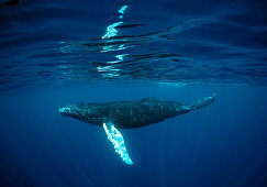 Humpback whale, Calf, Megaptera novaeangliae, Dominican Republic, Silverbanks, Caribbean Sea
