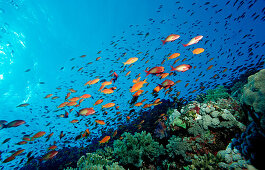 Harem Flag Basslet and coral reef, Pseudanthias squamipinnis, Egypt, Africa, Sinai, Sharm el Sheik, Red Sea