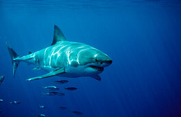 Great White Shark, Carcharodon carcharias, South Africa, Dyer Island, Gansbaai, Atlantic Ocean