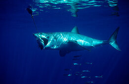 Great White Shark eating fish, Carcharodon carcharias, USA, California, Pacific Ocean, Farallon Island, San Francisco Bay