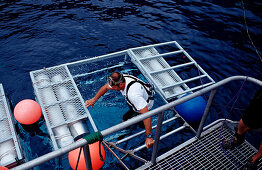 Diver climbs in Shark cage, Mexico, Pacific ocean, Guadalupe
