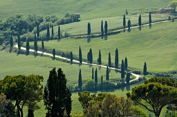 Row of cypress trees, near Pienza, Tuscany, Italy