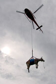 Kuh hängt unter einem Hubschrauber am Seil, Interlaken, Kanton Bern, Schweiz