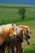 Haflinger horses on green pasture, Meura, Thuringia, Germany
