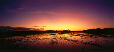 Flooding during the rainy season at sunrise, Pantanal Mato Grosso, Brasil, Ameriaa