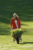 Yougn woman pushing hand barrow with daffodils, Brannenburg, Upper Bavaria, Bavaria, Germany