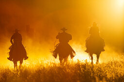 Cowboys reiten, Oregon, USA