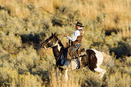 Cowboy riding and throwing lasso wildwest, Oregon USA