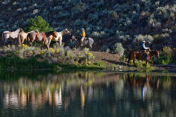cowboys with horses, Oregon, USA