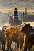 cowboy with cattle, Oregon, USA