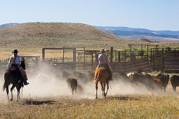 cowgirl and cowboy with cattle, Oregon, USA