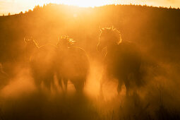 Pferde bei Sonnenuntergang, Oregon, USA
