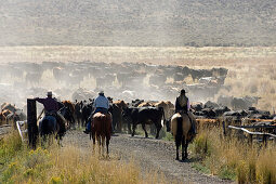 Cowboys treiben Rindern zusammen, Oregon, USA