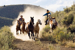 cowboys driving horses, wildwest, Oregon, USA