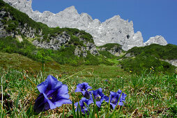 Enzian blüht auf Bergwiese, Wilder Kaiser im Hintergrund, Kaisergebirge, Tirol, Österreich