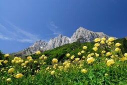 Meadow of globe flowers, Wilder Kaiser range in background, Kaiser range, Tyrol, Austria